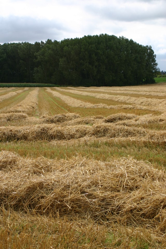Newly-harvested fields opposite Old School Garden