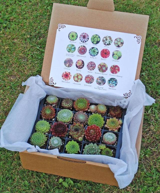 succulent Assortment