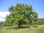 english walnut tree