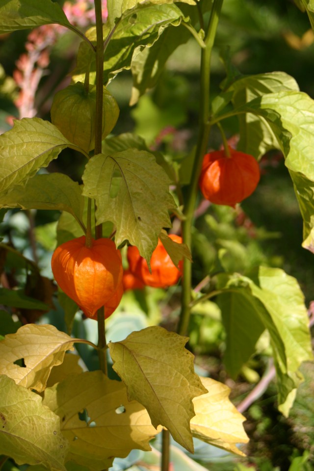 Physalis seed pods mark the move into autumn...