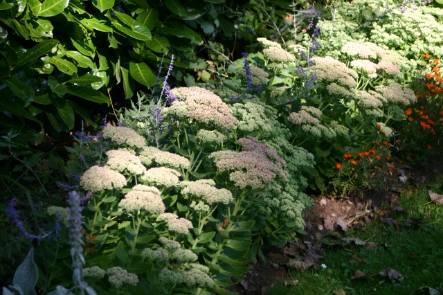Sedums given the 'Chelsea Chop'