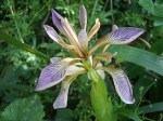 Iris_foetidissima_PaR