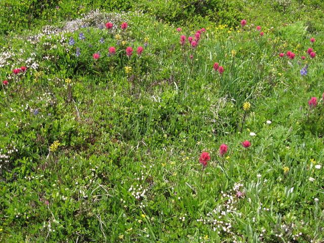 'Wild Gardens' have a different kind of attractiveness - and value- to those that are more actively 'gardened'