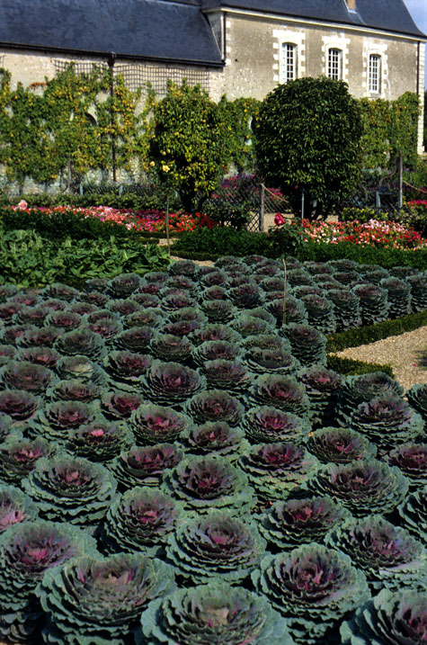 kale-at-the-chateau-villandry