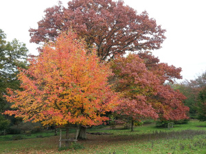 And here it is in some more detail