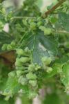 640px-Gall_of_peach_tree_leaves
