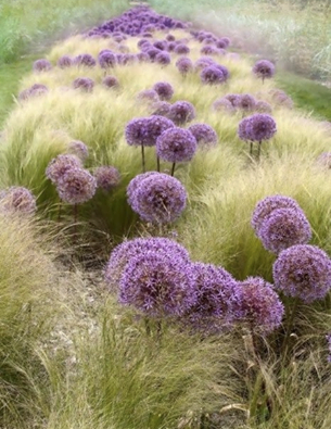 alliums and grass