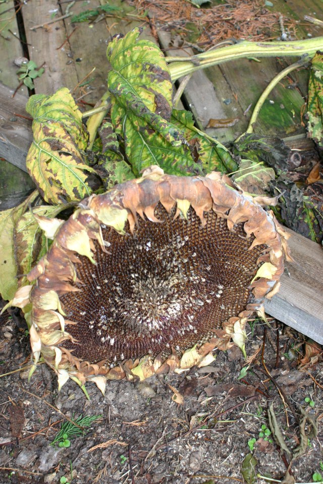 'Tree trunk' sunflowers awaiting their fate