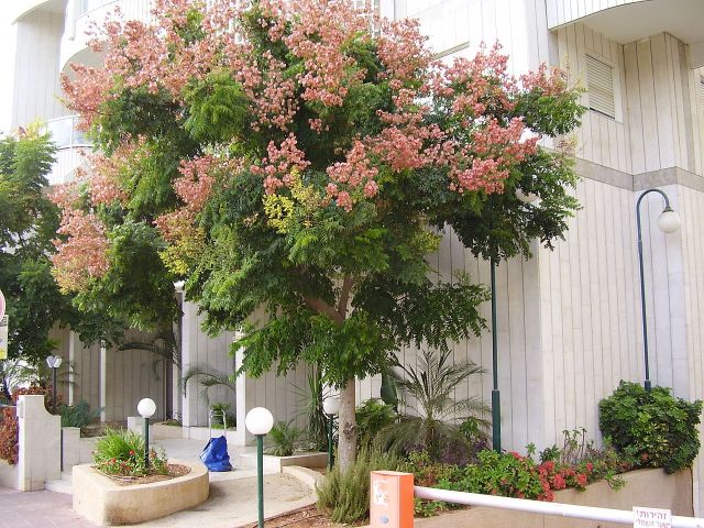 Koelreutia bipinnata