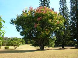 Koelreutia elegans subsp. formosa