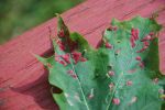 Maple_leaf_gall