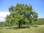 mature english walnut