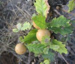 oak apple