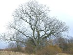 old walnut tree&nbsp;winter