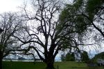 Sauvie_island_black_walnut