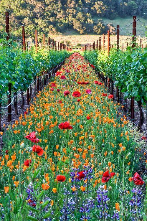 vines in california with pollinators kenwood winery