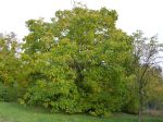 walnut tree in&nbsp;garden