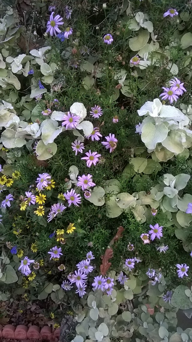 Hanging Baskets hanging on...