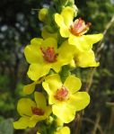 509px-Verbascum_nigrum_flowers_closeup