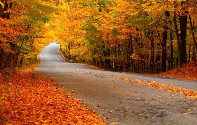 autumn-beech-leaves-fallen