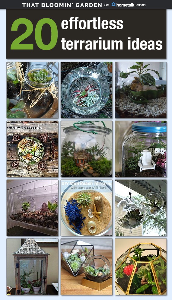 20 Effortless Terrarium Ideas