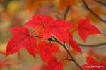Liquidambar_acalycina_2524-1