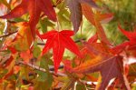 Liquidambar_styraciflua_-_main
