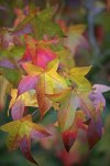 Liquidambar_styraciflua_Lane_Roberts_-_early_autumn