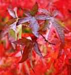 Liquidambar_styraciflua_Lane_Roberts_-_main