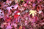 Liquidambar_styraciflua_Worplesden_-_main