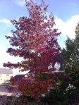 Liquidambar_styraciflua_Worplesden_-_mature