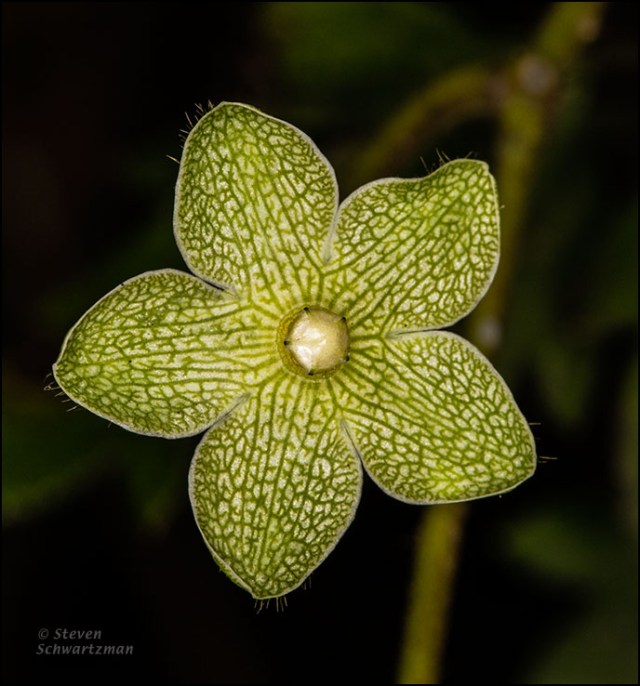 Pearl Milkweed Flower 0799