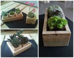succulent planters