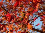 Sweetgum_in_autumn