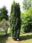 taxus baccata ‘fastigiata’