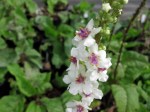 Verbascum chaxii Album