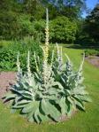 Verbascum densiflorum