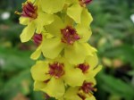 Verbascum Freefolk Yellow