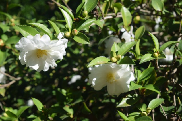 Sasanqua Camellias