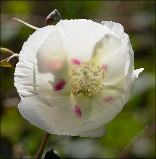 Desert Cotton Flower 2535