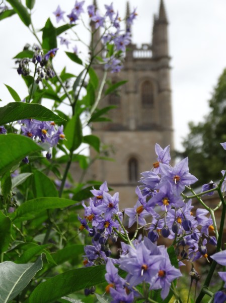 Solanum crispum 'Glasnevin"