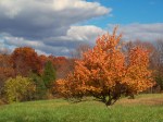 fall-crabapple1-signed