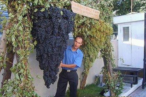 giant grapes