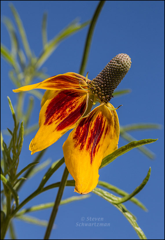 Mexican Hat Flower Head 1634