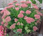 Sedum_spectabile