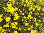 winter jasmine