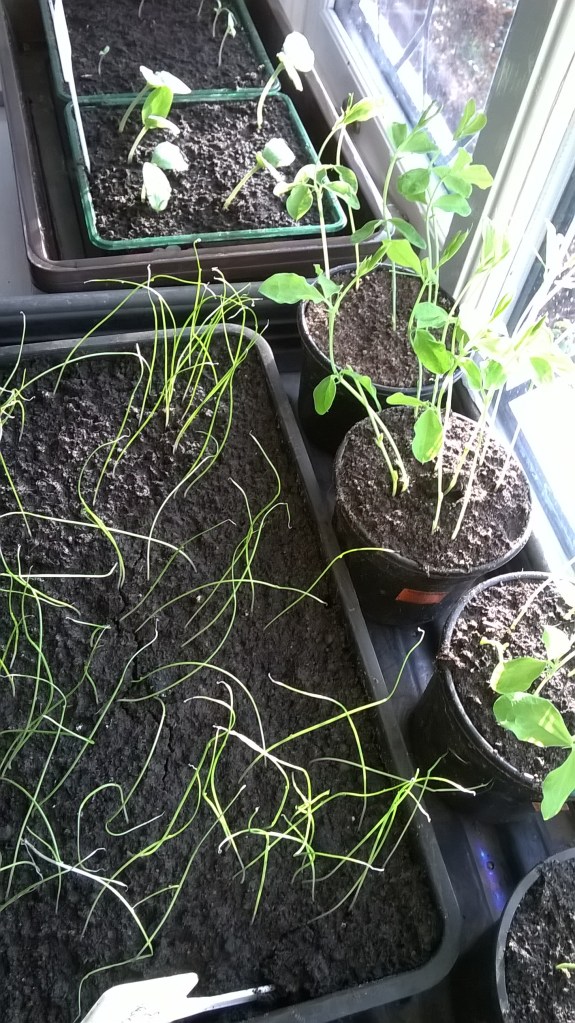 WP_20150130_09_08_58_Pro