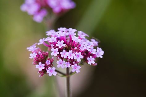 10958570_10152548813985426_2486245202340711633_n