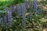 ajuga reptans