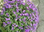 aubrieta